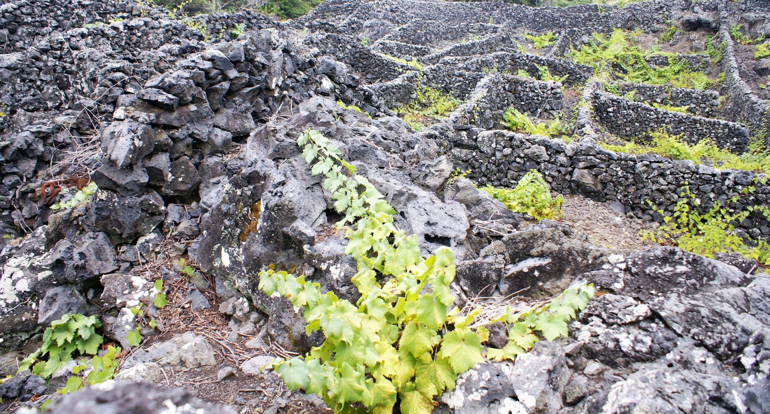VITIS Açores