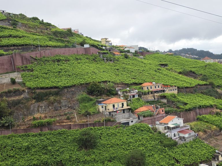 Vinhas de latada - Madeira