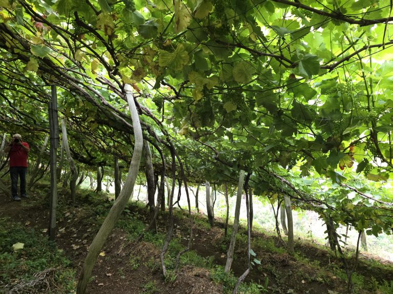 Vinhas de latada - Madeira