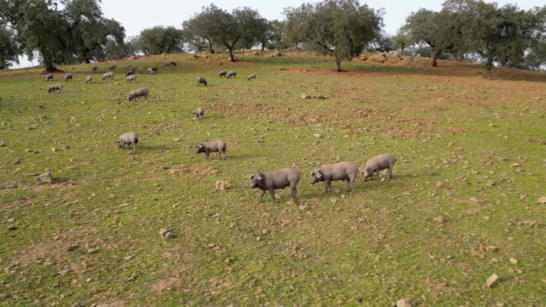Porco Alentejano em Arronches